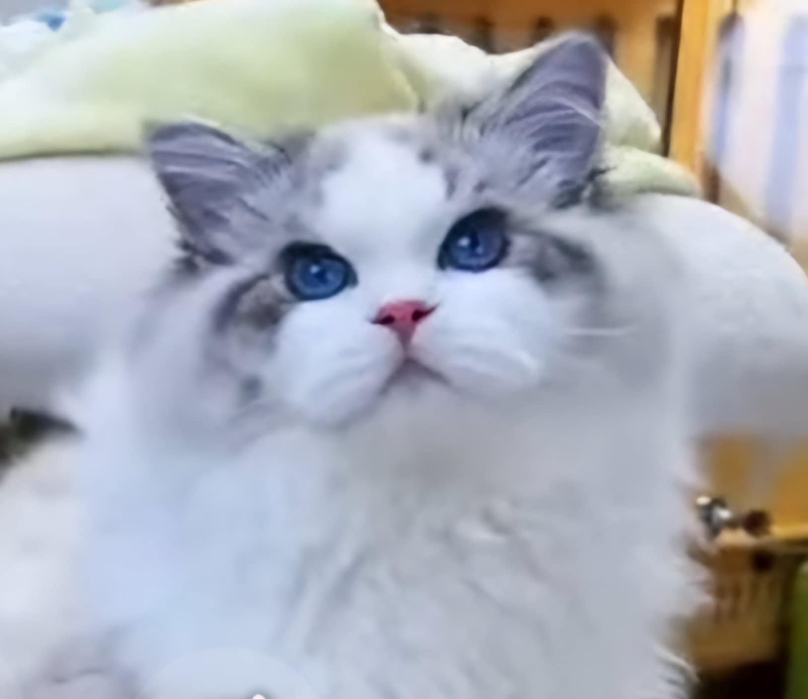 Baiyun - Chinesischer Import von renommierter Zucht