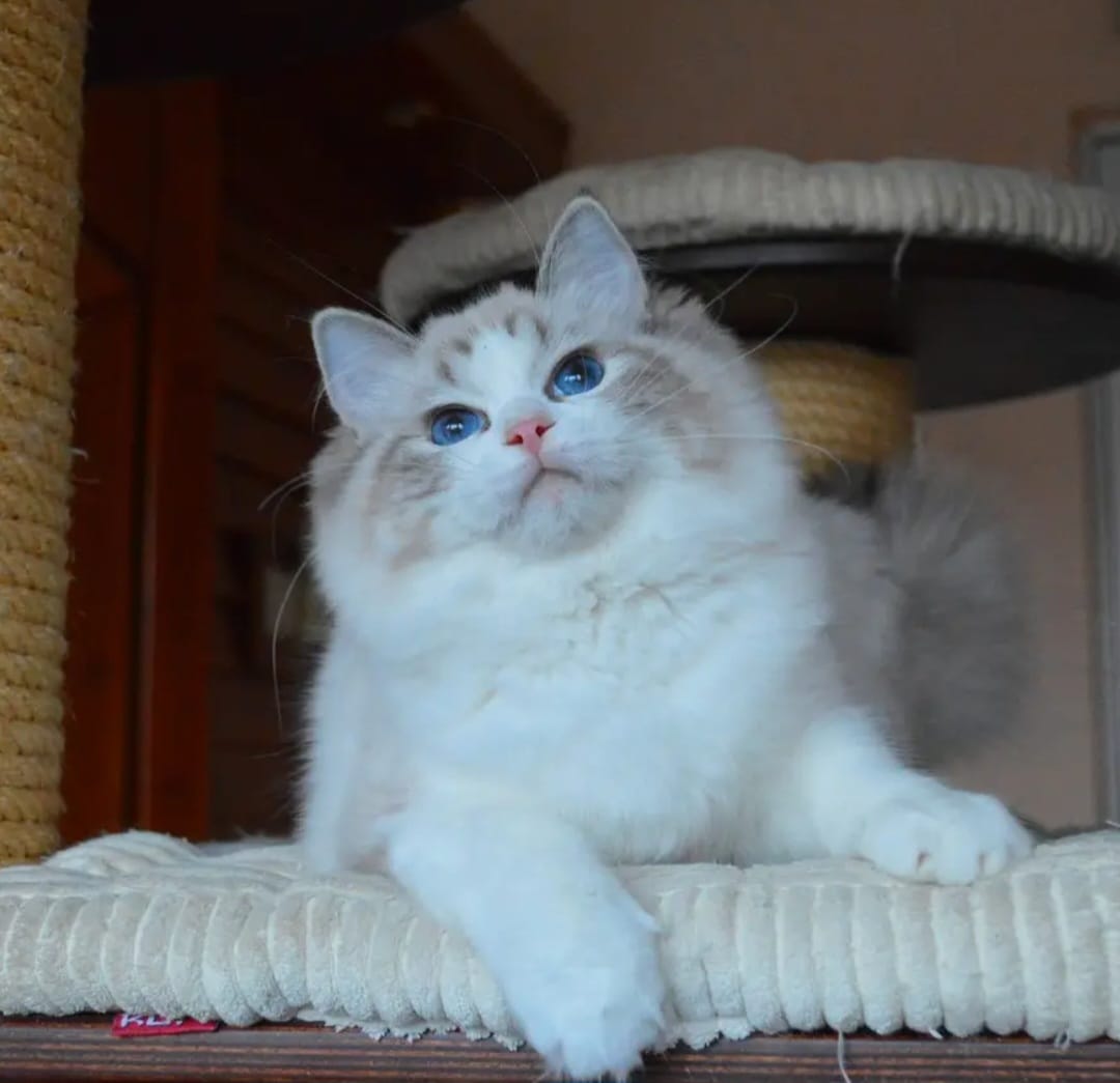 Elsa - Ragdoll Zuchtkatze