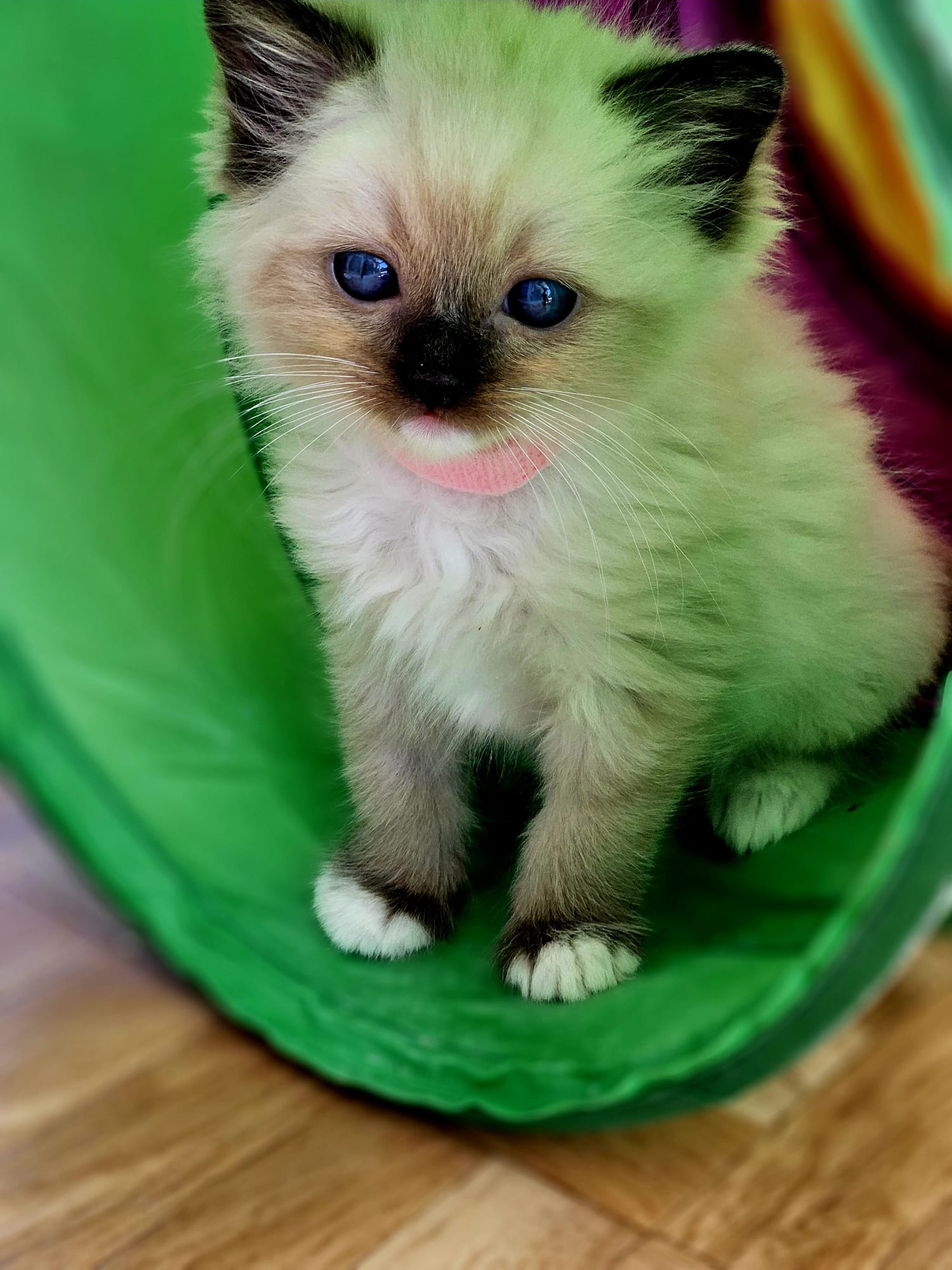 Ragdoll Galerie Bild 33