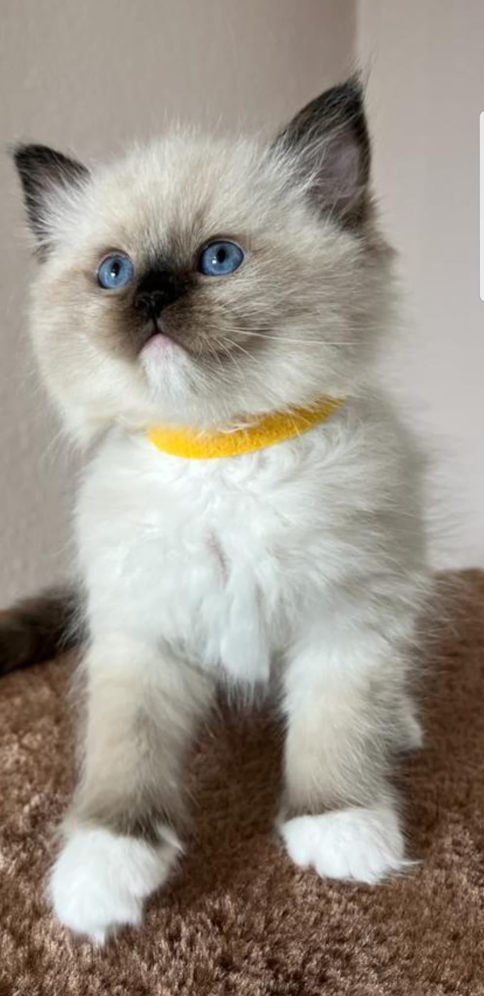 Ragdoll Katze