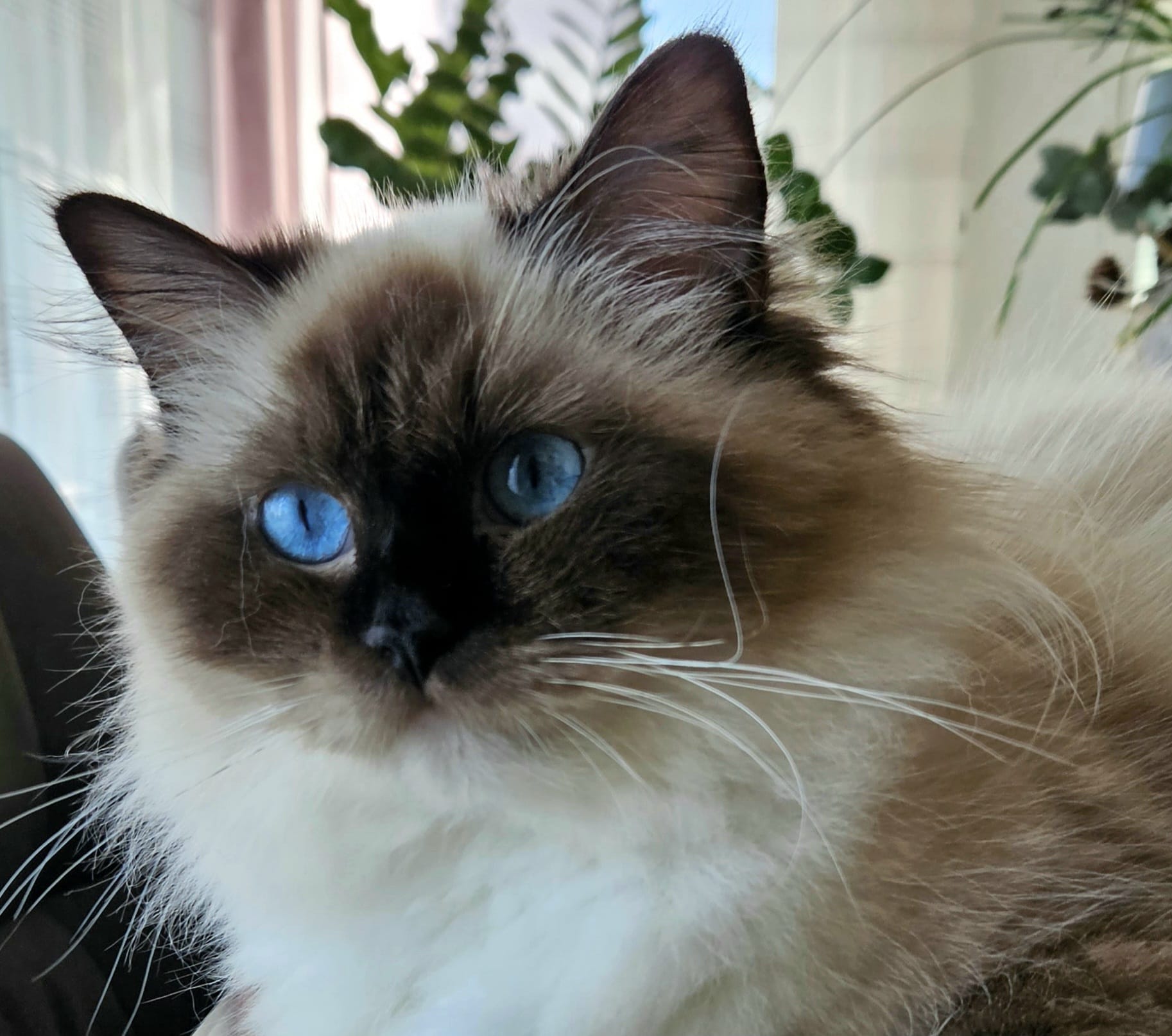 Hope - Ragdoll Zuchtkatze